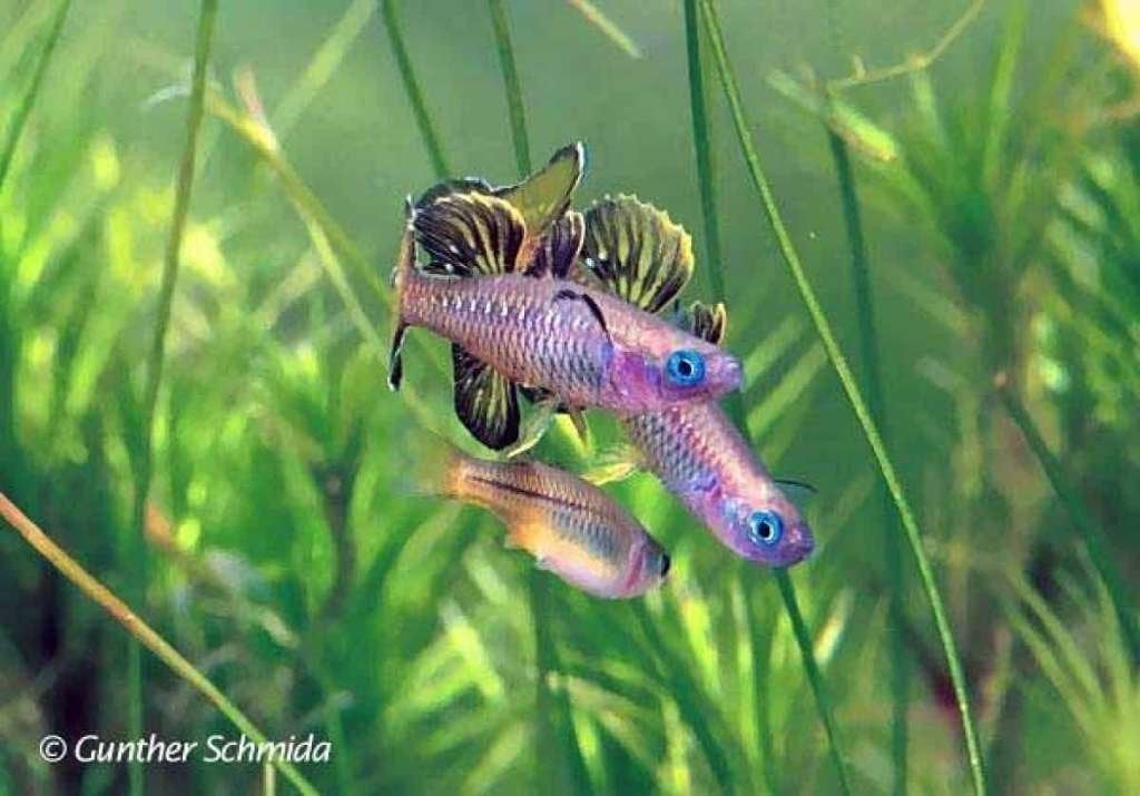 Gratis aquarium visjes mag ook iets bieden ..., Ophalen, Nieuw