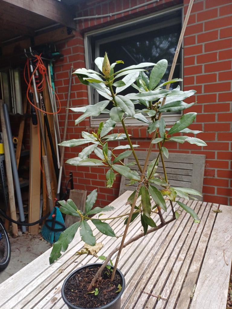 1 paarse rodendendron, Ophalen