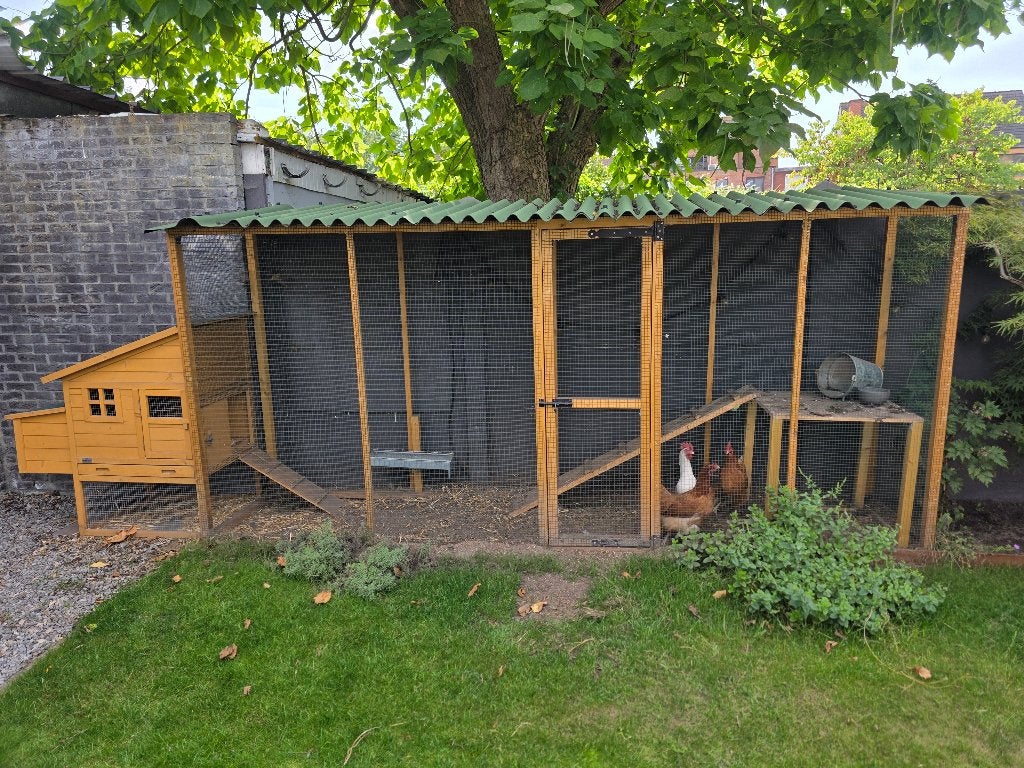 Kippenhok met ren en 3 jonge kippen, Dieren en Toebehoren, Ophalen, Zo goed als nieuw, Kippenhok of Kippenren