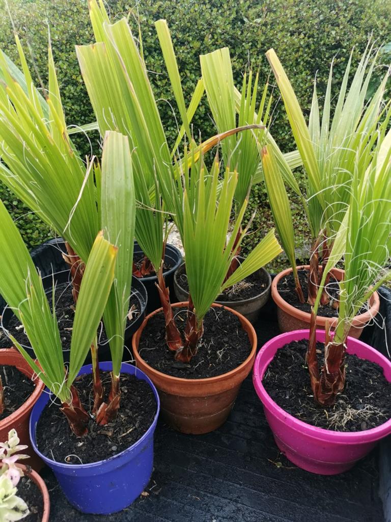 Palmboomplanten (20-40 cm) van eigen kweek in kleine pot., Ophalen