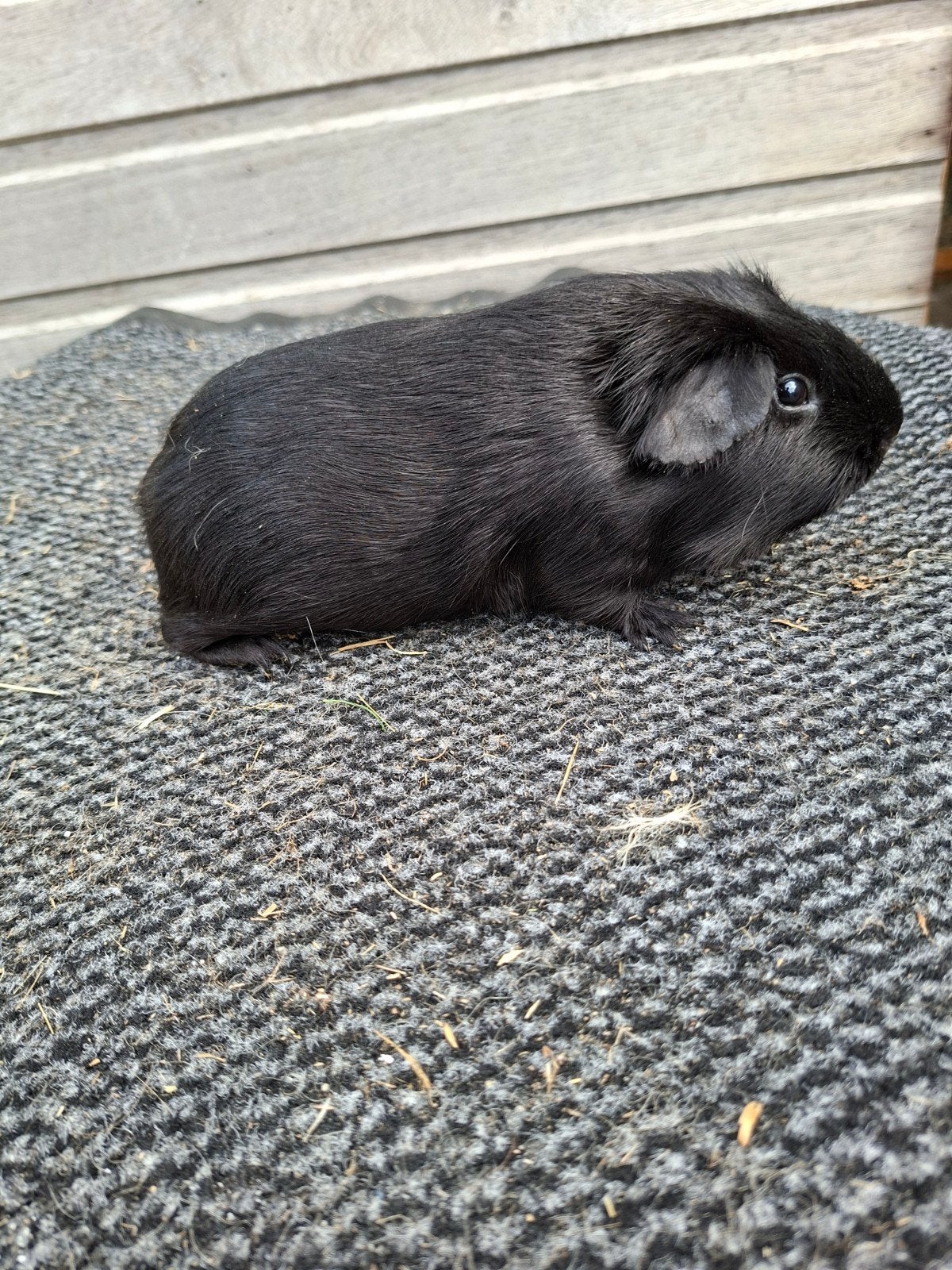 Zwart cavia beertje, Février, Mâle, Cobaye