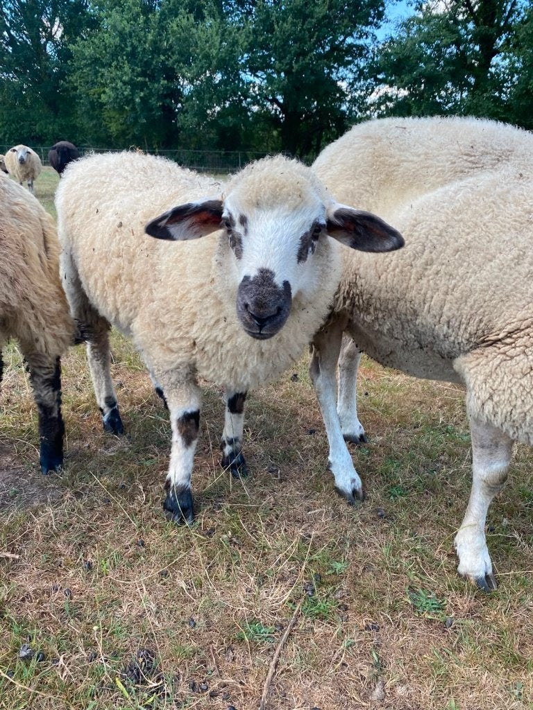 Ooilam (50% walliser), Femelle, Mouton, 0 à 2 ans