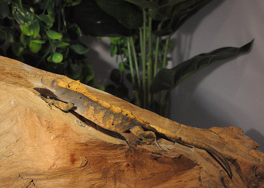 Wimpergekko 07, Animaux & Accessoires, Reptiles & Amphibiens, Autres espèces, 0 à 2 ans