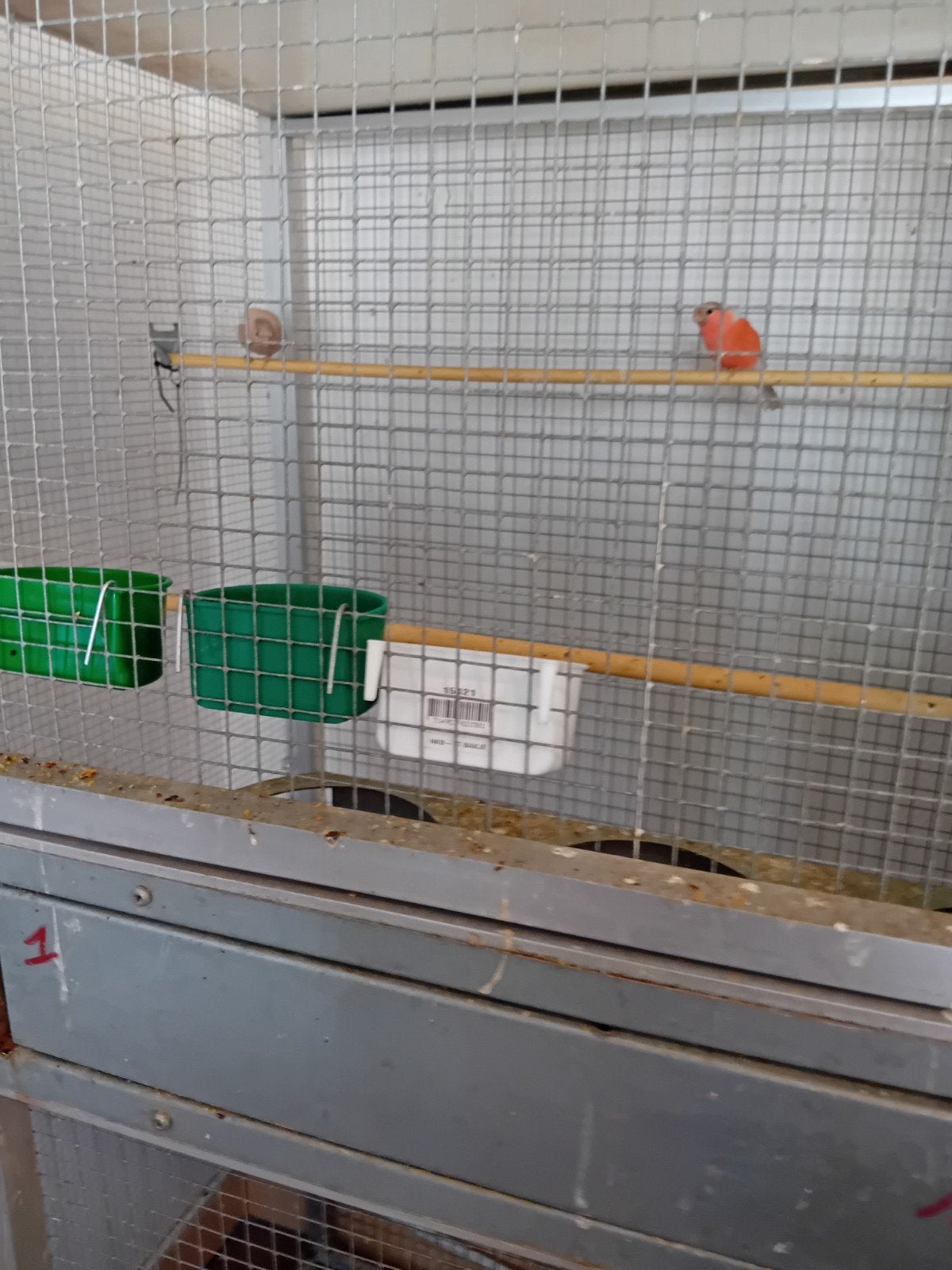 koppel bruinpastel goudvinken 2026, Dieren en Toebehoren