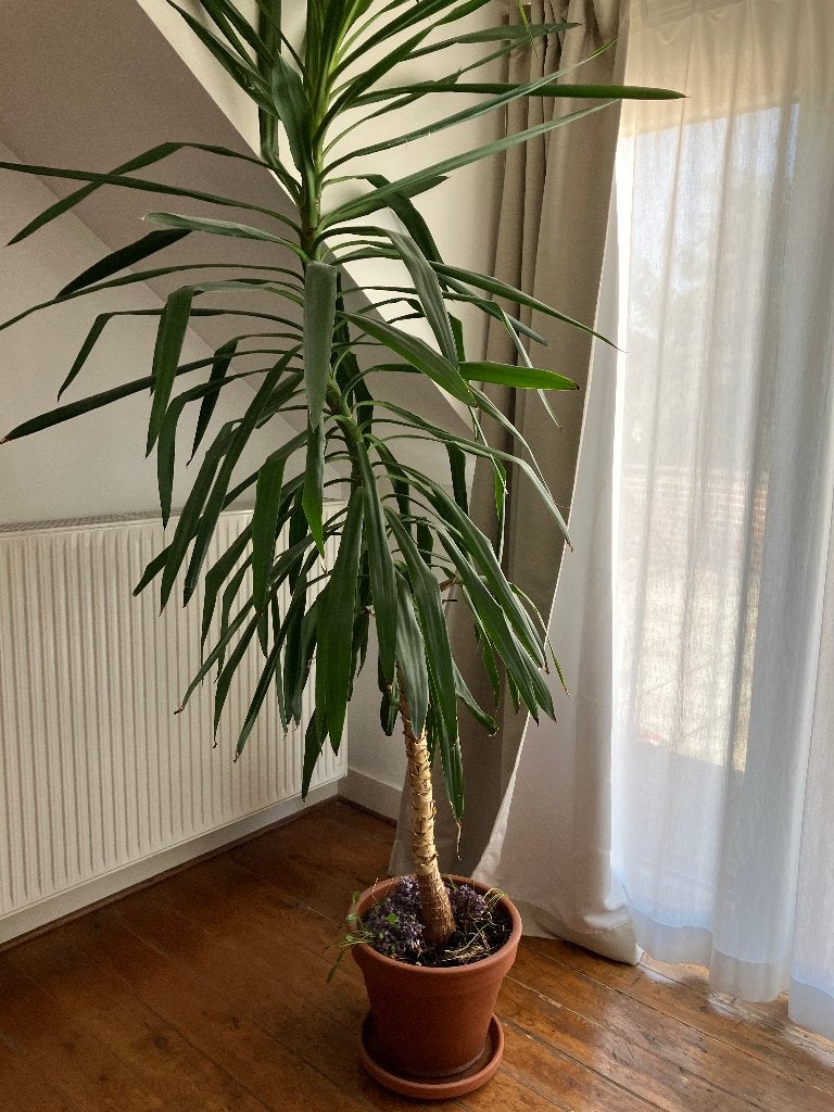 Yucca elephantipes, Tuin en Terras, Ophalen