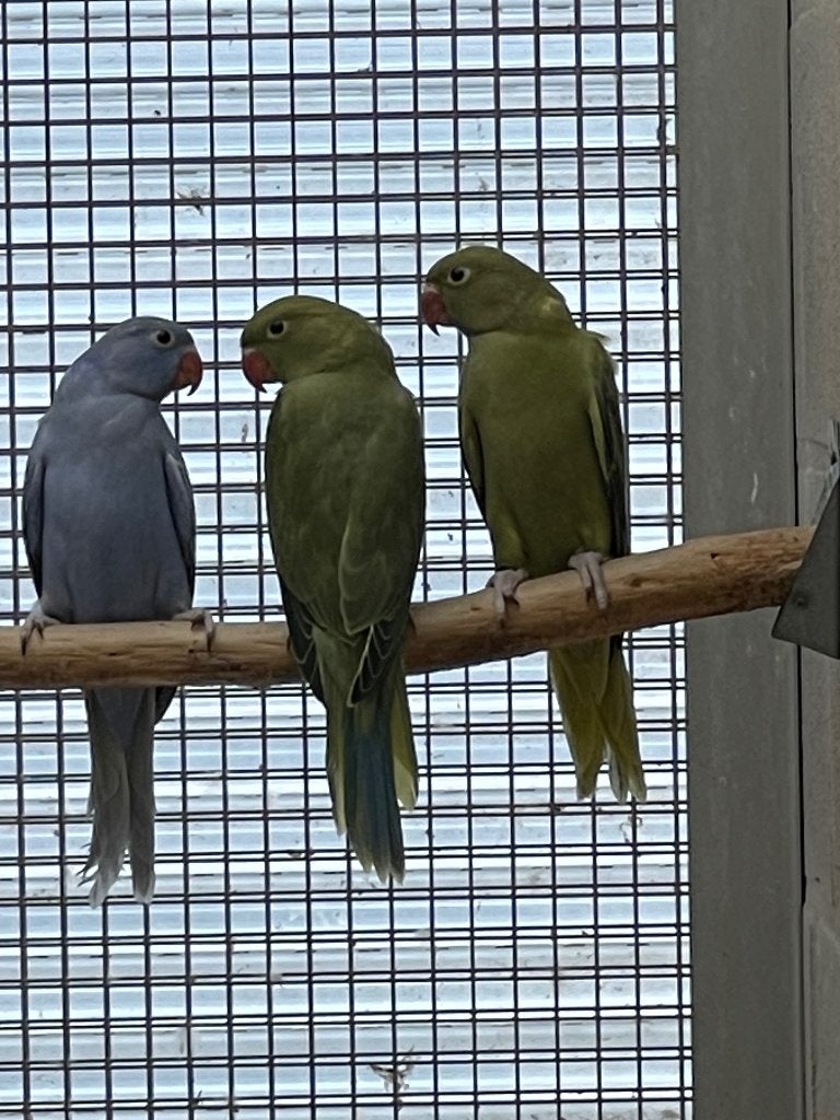 Halsbandparkiet, Animaux & Accessoires, Oiseaux | Perruches & Perroquets