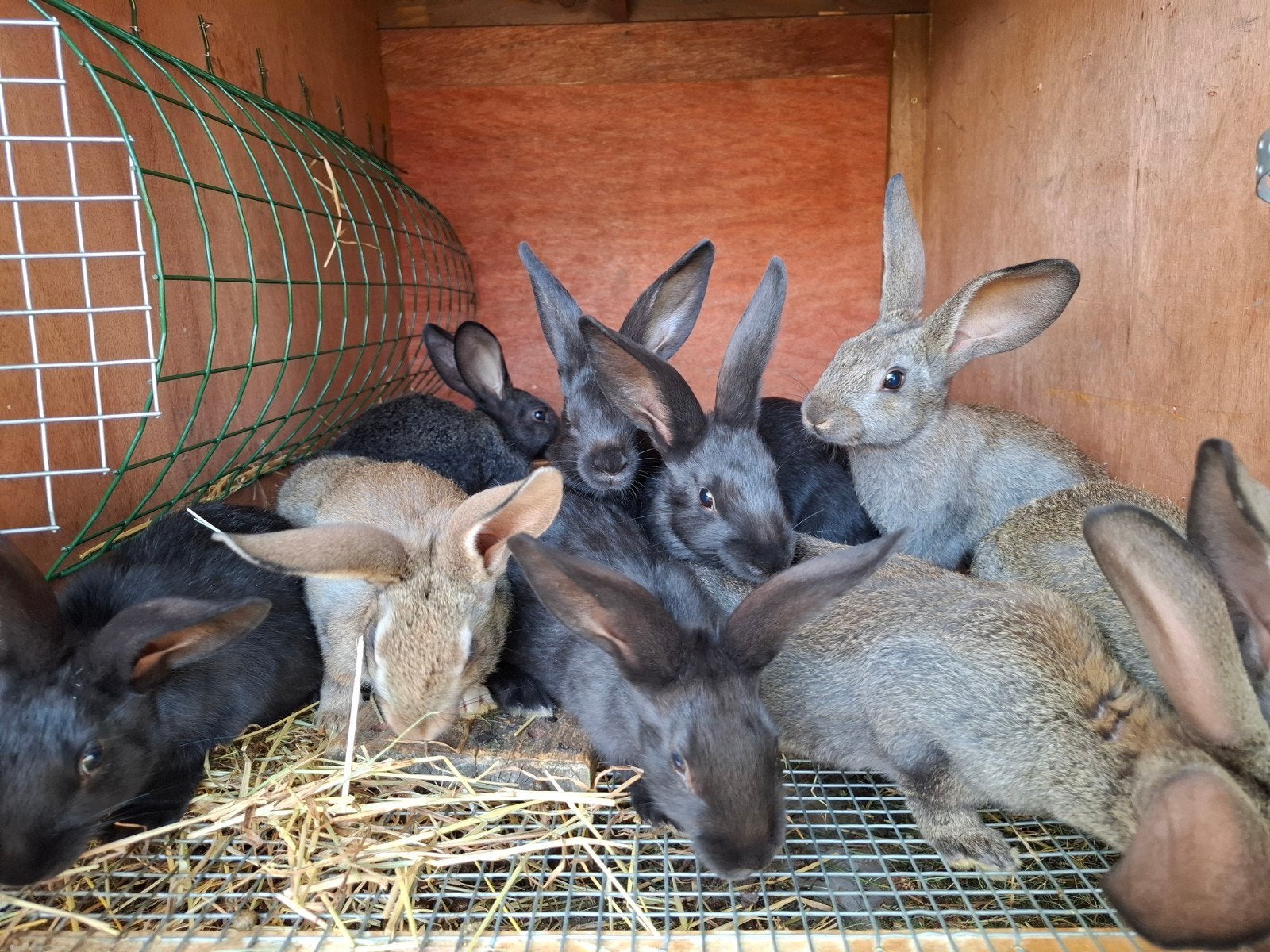 jonge konijnen te koop, Dieren en Toebehoren, Konijnen, Geslacht onbekend, Middelgroot, 0 tot 2 jaar