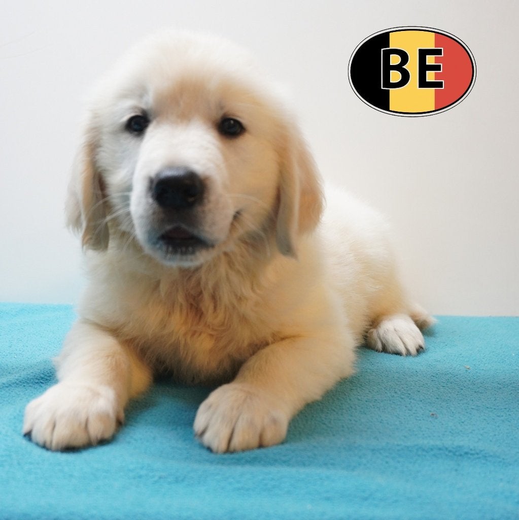 Chiots Golden Retriever au caractère exceptionnel à vendre, Animaux & Accessoires, Golden retriever, Commerçant, 8 à 15 semaines