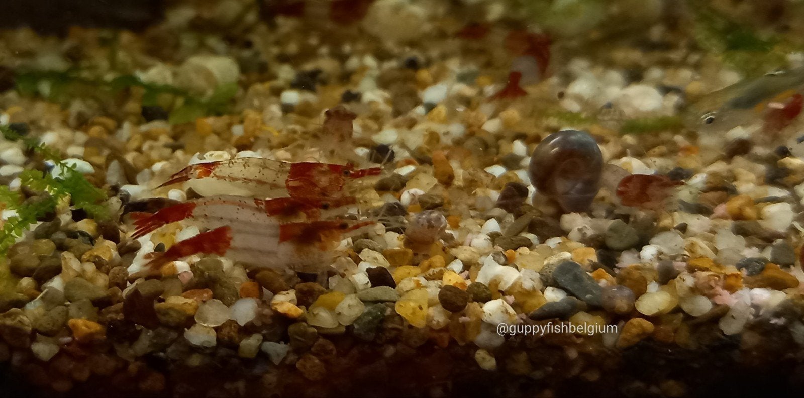 Neocaridina garnalen, Animaux & Accessoires, Homard, Crabe ou Crevette, Poisson d'eau douce, Banc de poissons