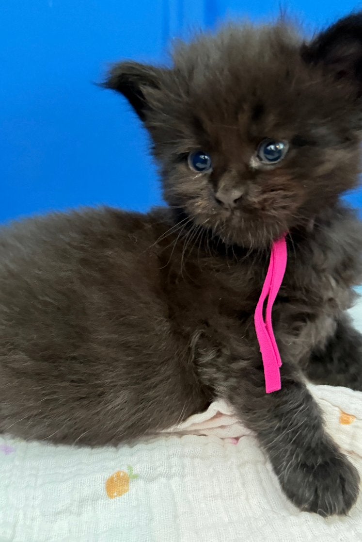 Prachtige Maine Coon kittens ️, Chatte ou Chat, Vermifugé, 0 à 2 ans