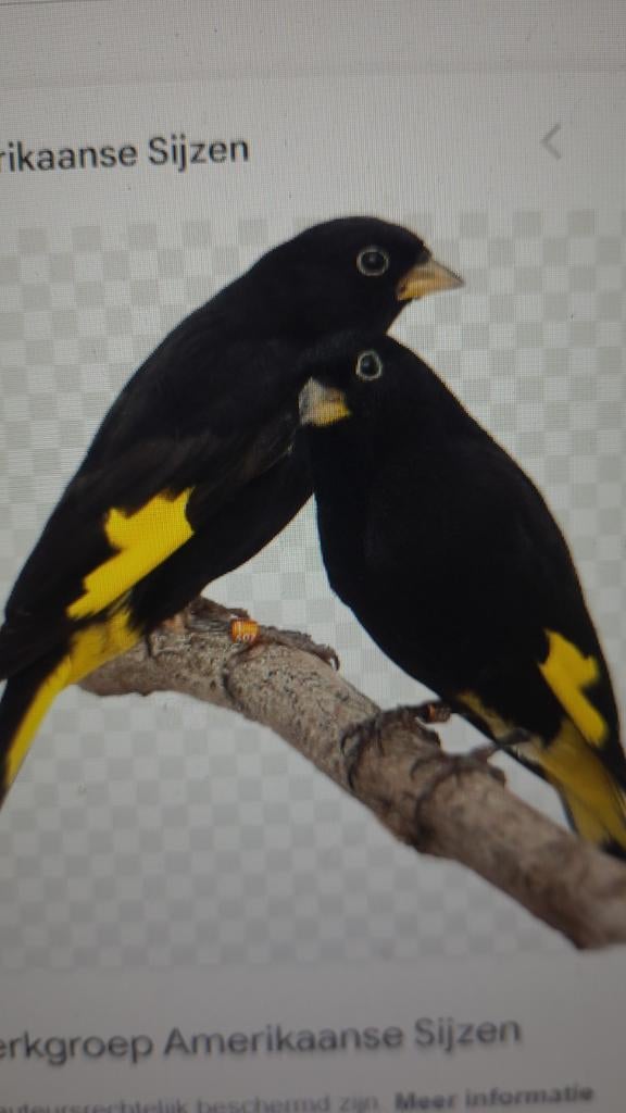 GEZOCHT vele soorten vogels, Dieren en Toebehoren