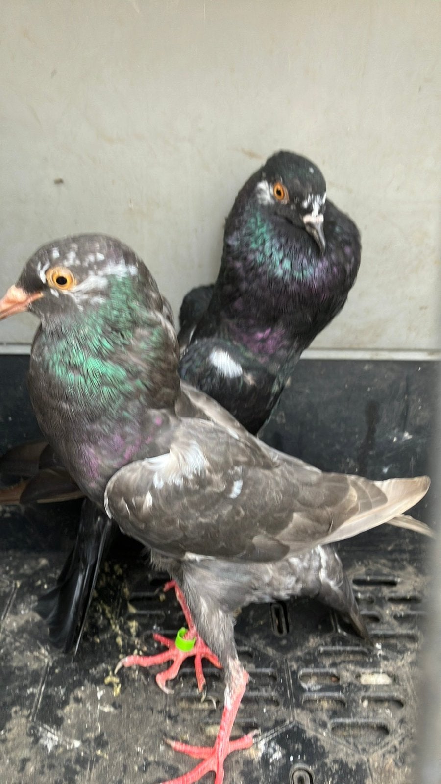Koppel brunner kropper, Meerdere dieren, Kropper