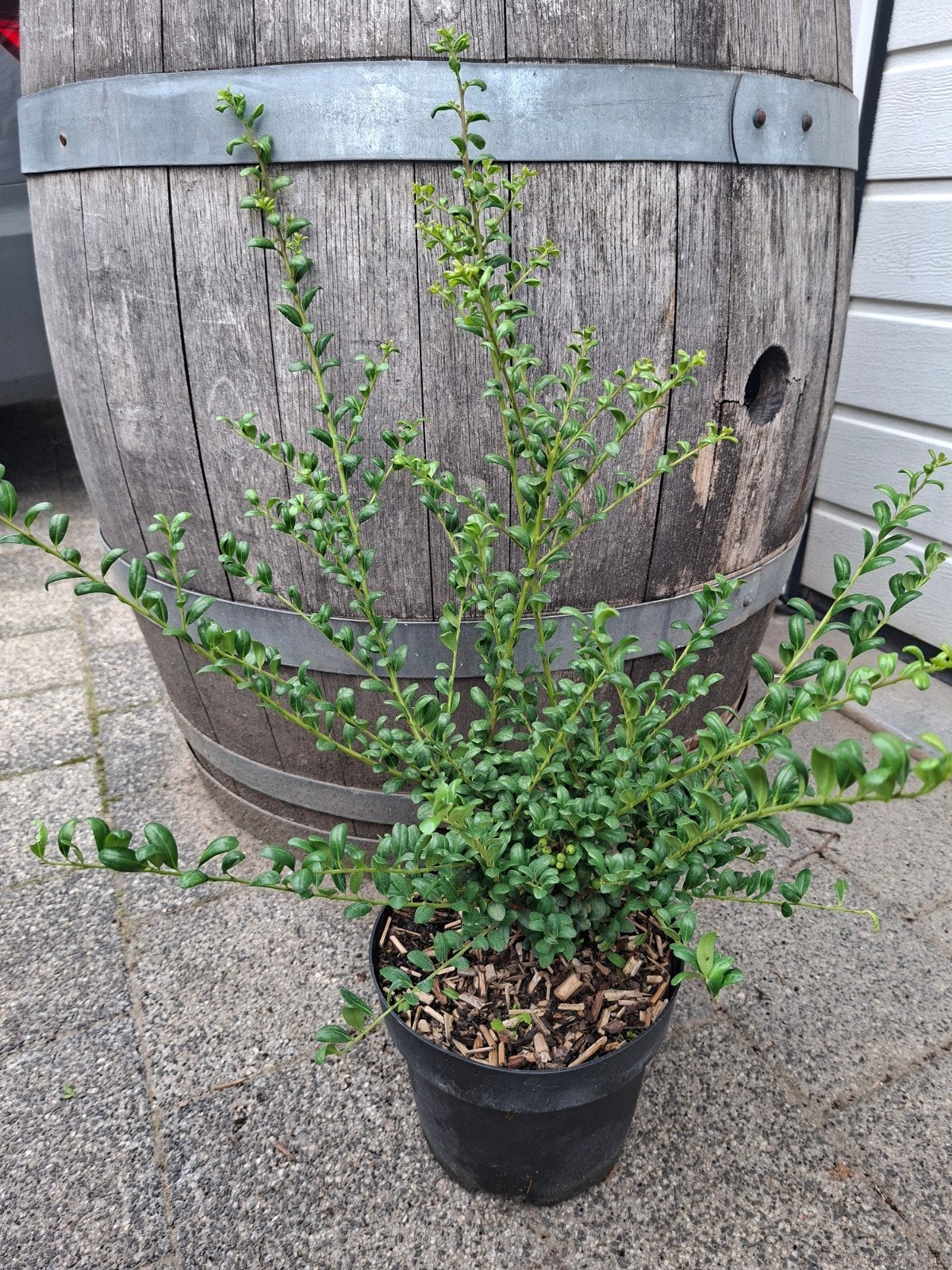 Ilex crenata "Convexa", Enlèvement, Buis
