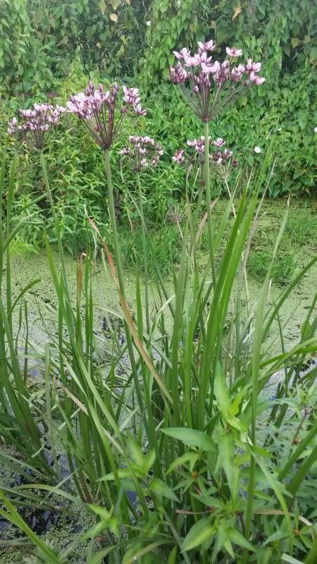 zwanenbloem oeverplant, Ophalen