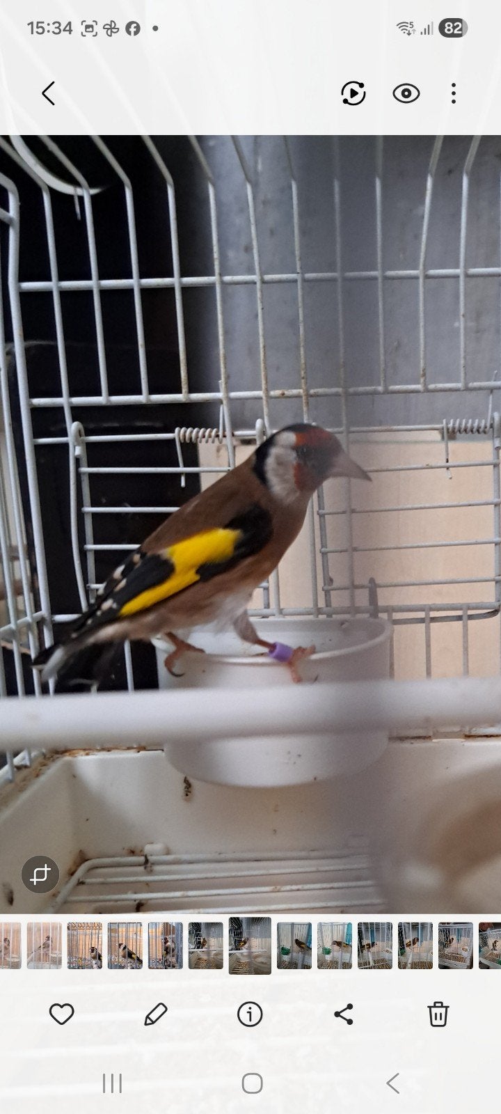 chardonneret  parva