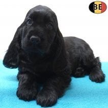 Engelse Cocker pups – Vrolijke vriendjes in het zwart, Dieren en Toebehoren, België, 15 weken tot 1 jaar, Handelaar, CDV (hondenziekte)