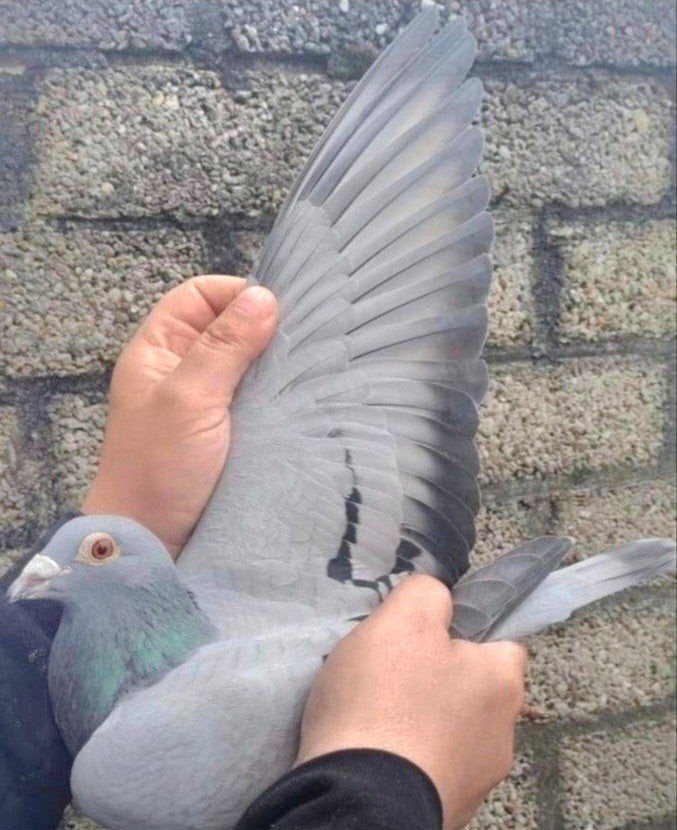 Peigne Racing Pigeon Moespot-Gijzen., Pigeon voyageur
