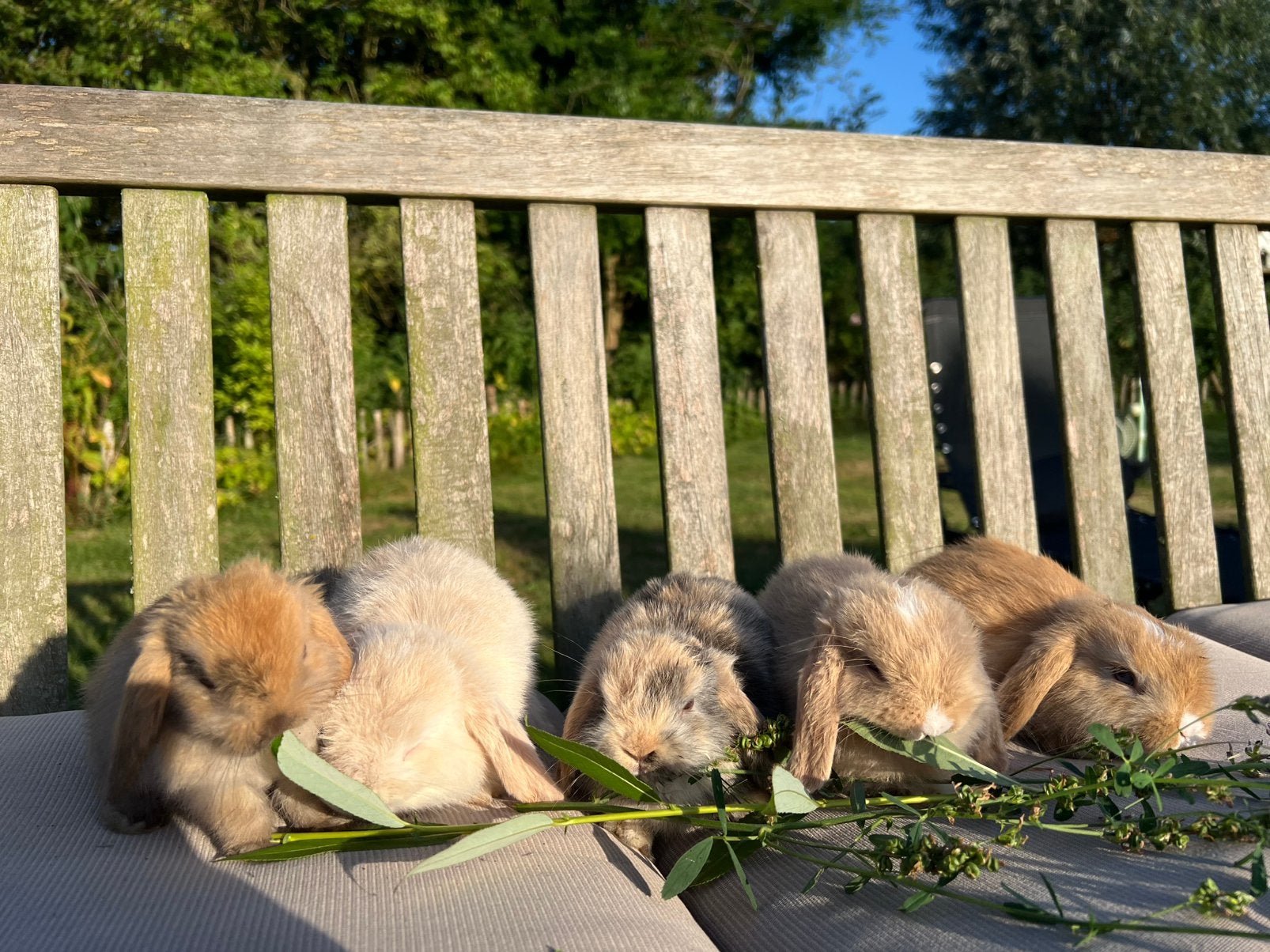 Nederlandse dwergkonijnen raszuivere voedsters, Femelle, Nain, Oreilles tombantes, 0 à 2 ans