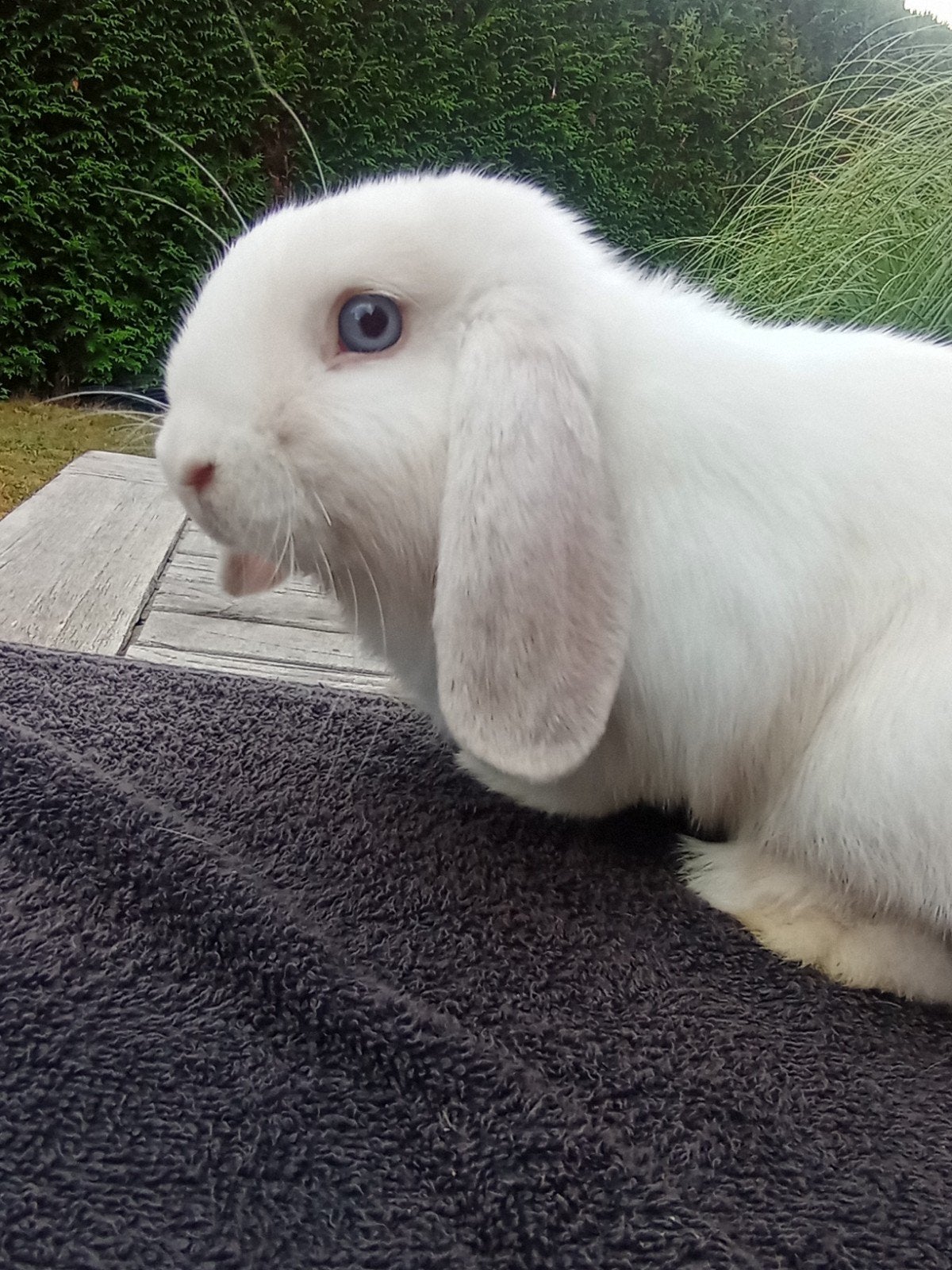 mini lop, Dieren en Toebehoren, Mannelijk