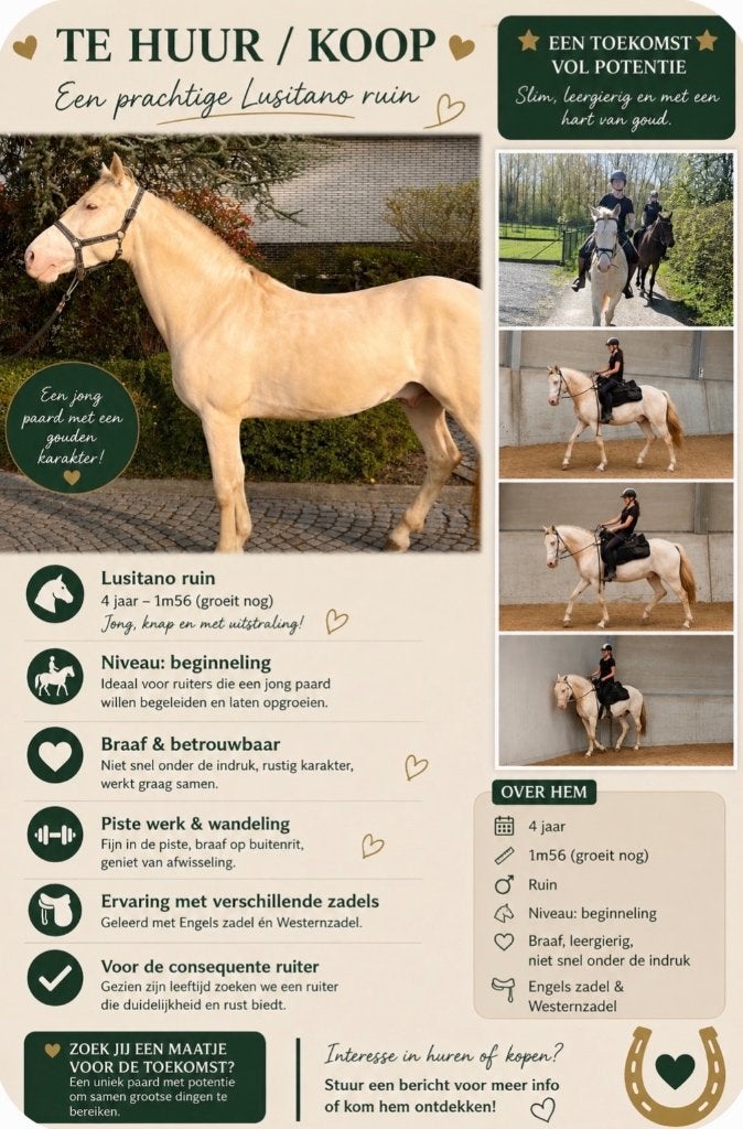 Paarden te huur / koop optie, Dieren en Toebehoren, Met stamboom
