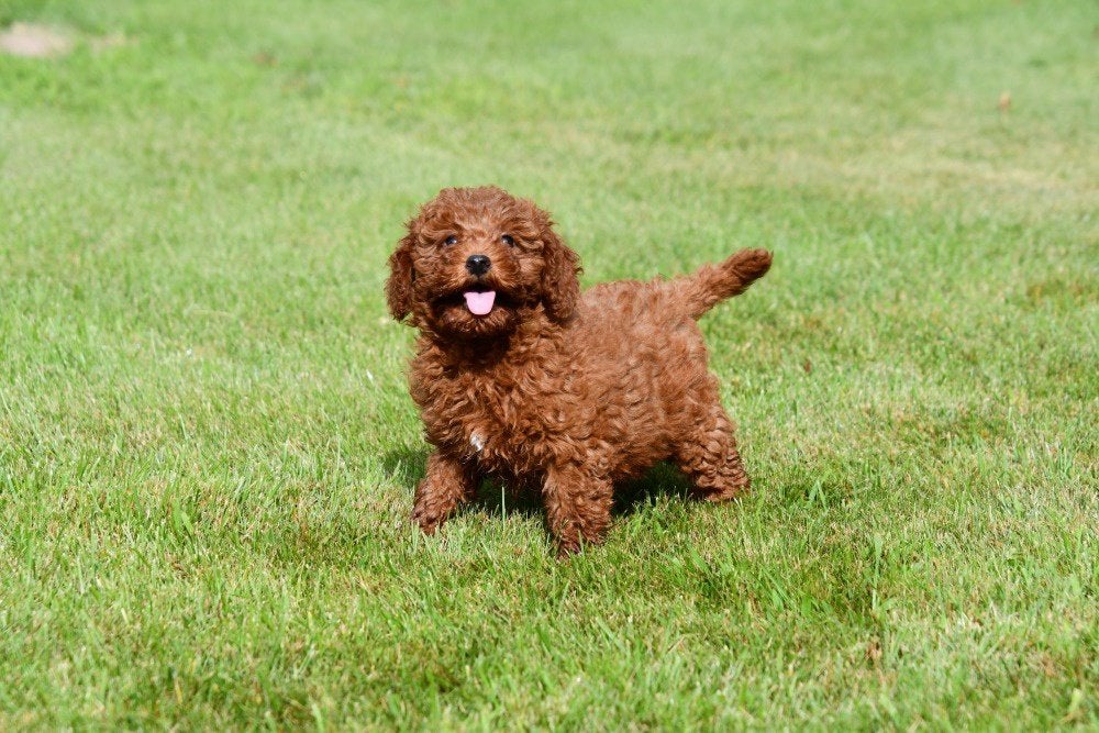 Chiots caniches nains à vendre, 15 semaines à 1 an, Étranger, Caniche, Hépatite contagieuse (maladie de Rubarth)