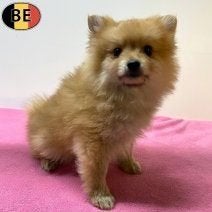 Spitz à vendre - des chiots pleins de personnalité, Commerçant, Loulou, 8 à 15 semaines, Plusieurs