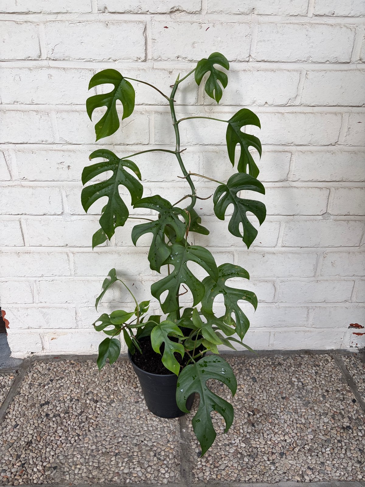 🌿 3 stekjes Rhaphidophora tetrasperma (mini monstera), Huis en Inrichting, Ophalen, Overige soorten, Halfschaduw, Minder dan 100 cm