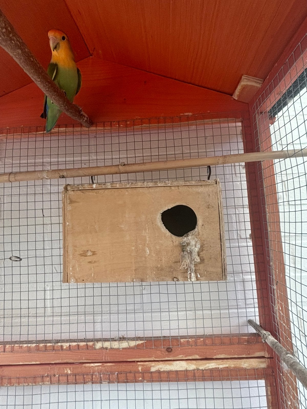 Roseicolli pop, Dieren en Toebehoren