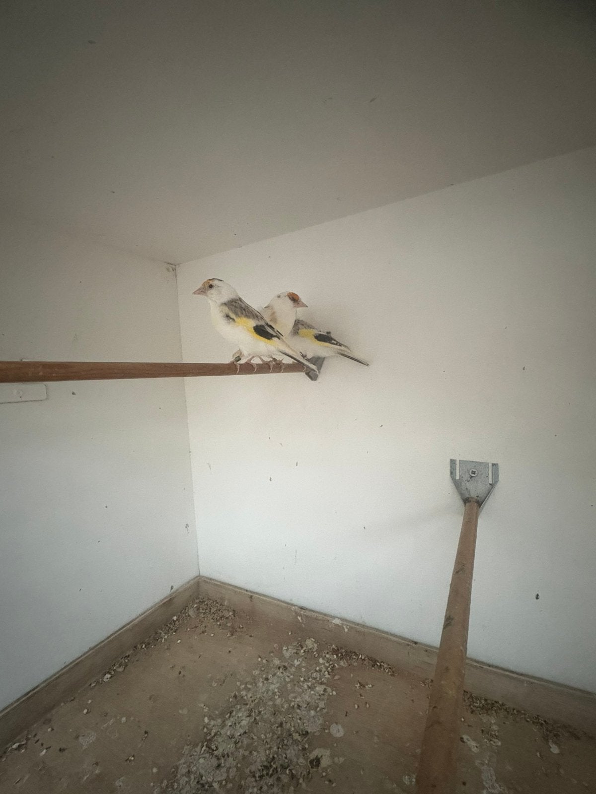 Mayor distelvinken te koop, Dieren en Toebehoren