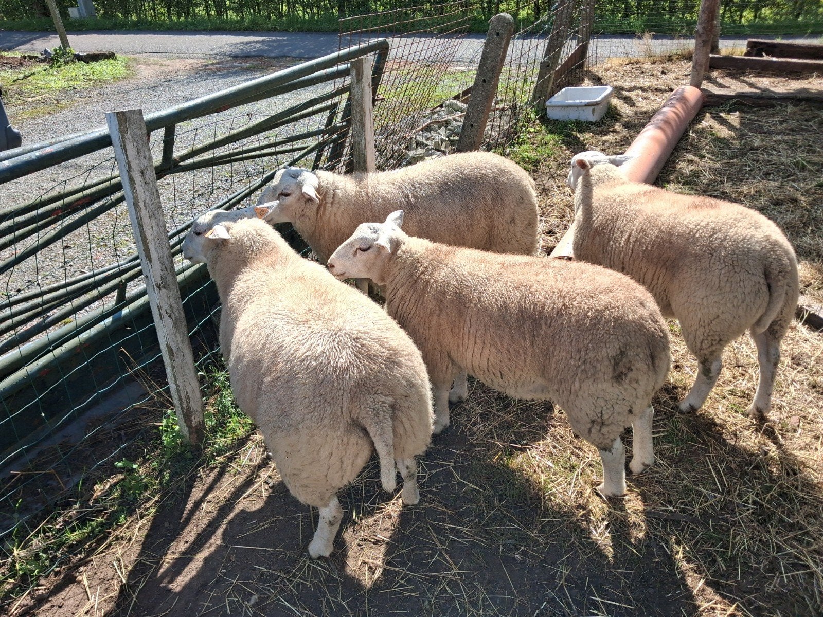 lammeren, Dieren en Toebehoren