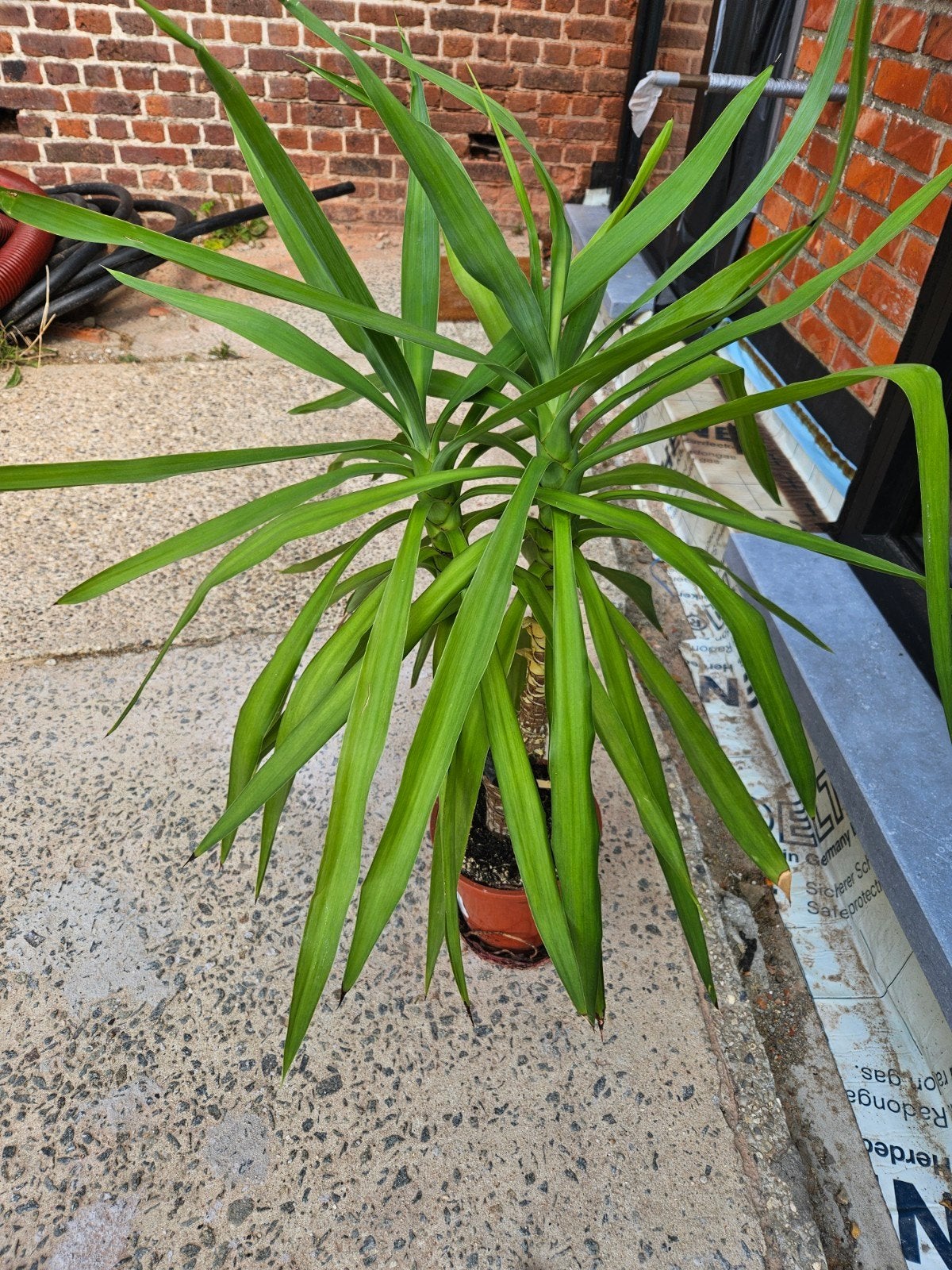 yucca, Ophalen
