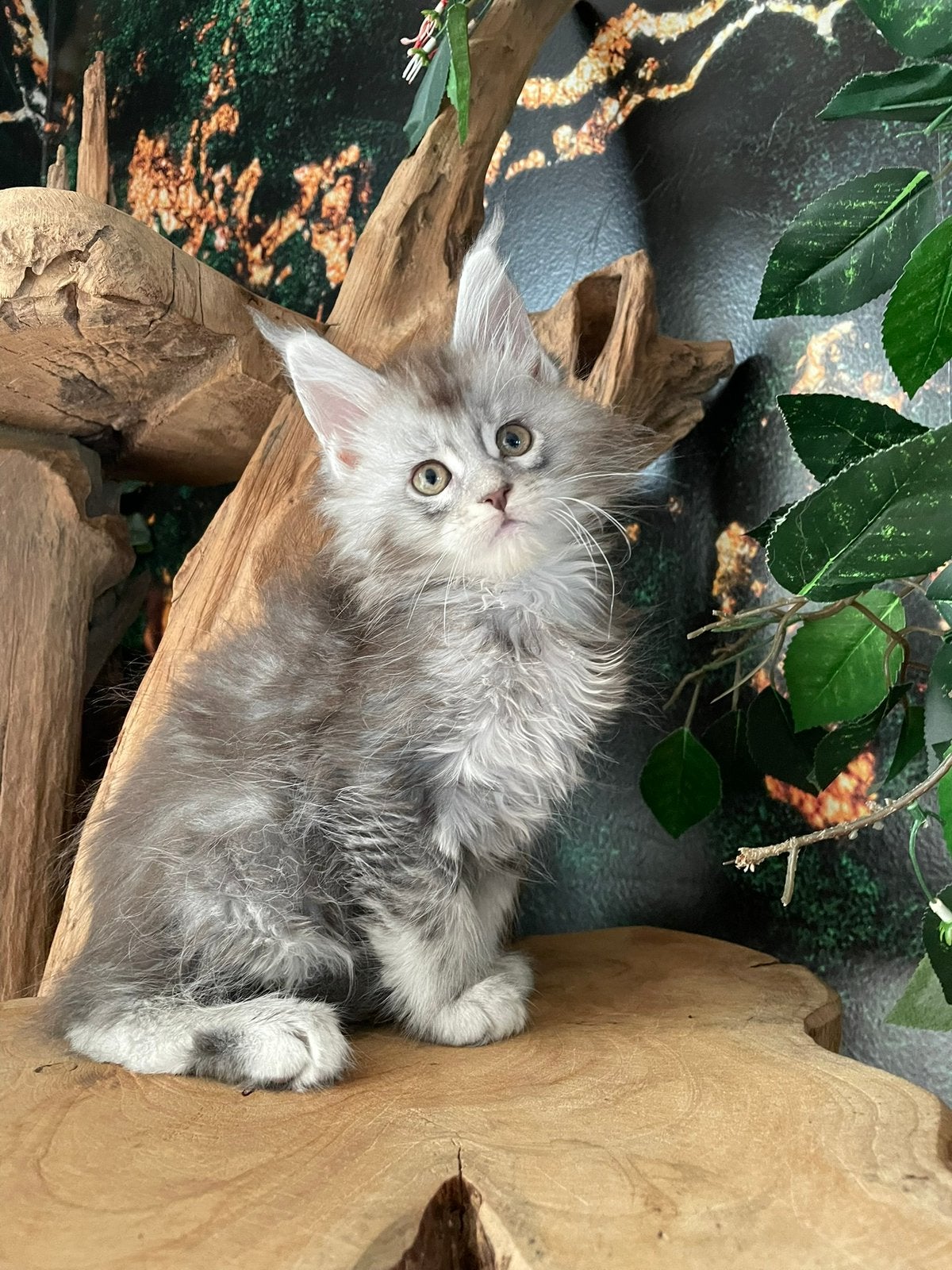 Maine coon, Dieren en Toebehoren, Meerdere dieren, Met stamboom, 0 tot 2 jaar