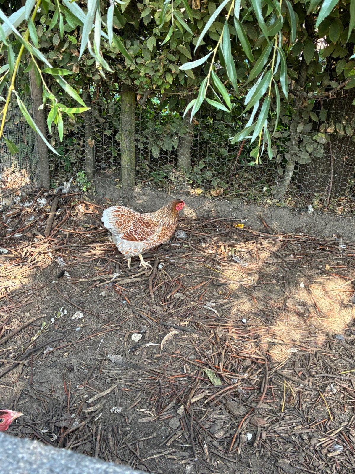 Wyandotte kriel hennen, Vrouwelijk, Kip