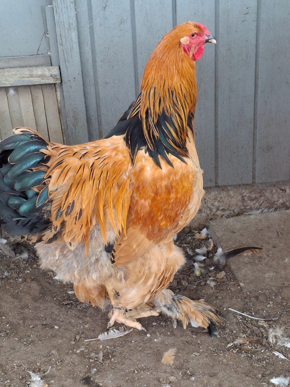 brahma buff zwart haan, Dieren en Toebehoren, Pluimvee