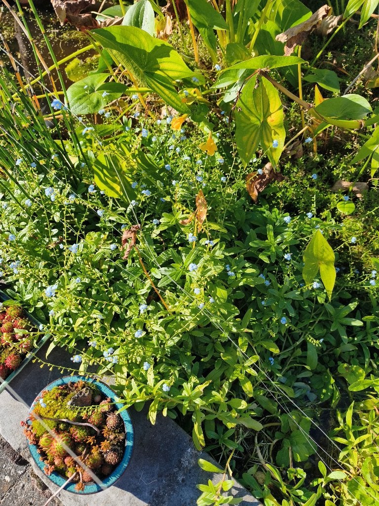Vijverplanten moeras vergeet me nietje - Gratis, Tuin en Terras, Ophalen, Zo goed als nieuw