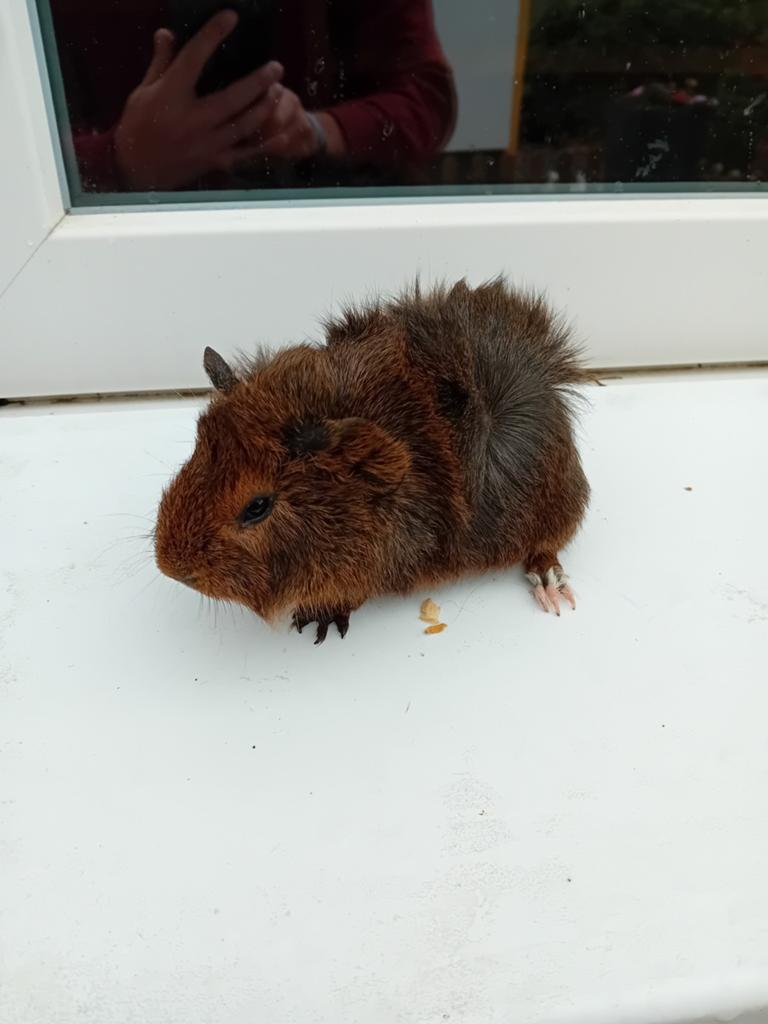 Mooi borstelhaar cavia zeugje, Maart, Cavia