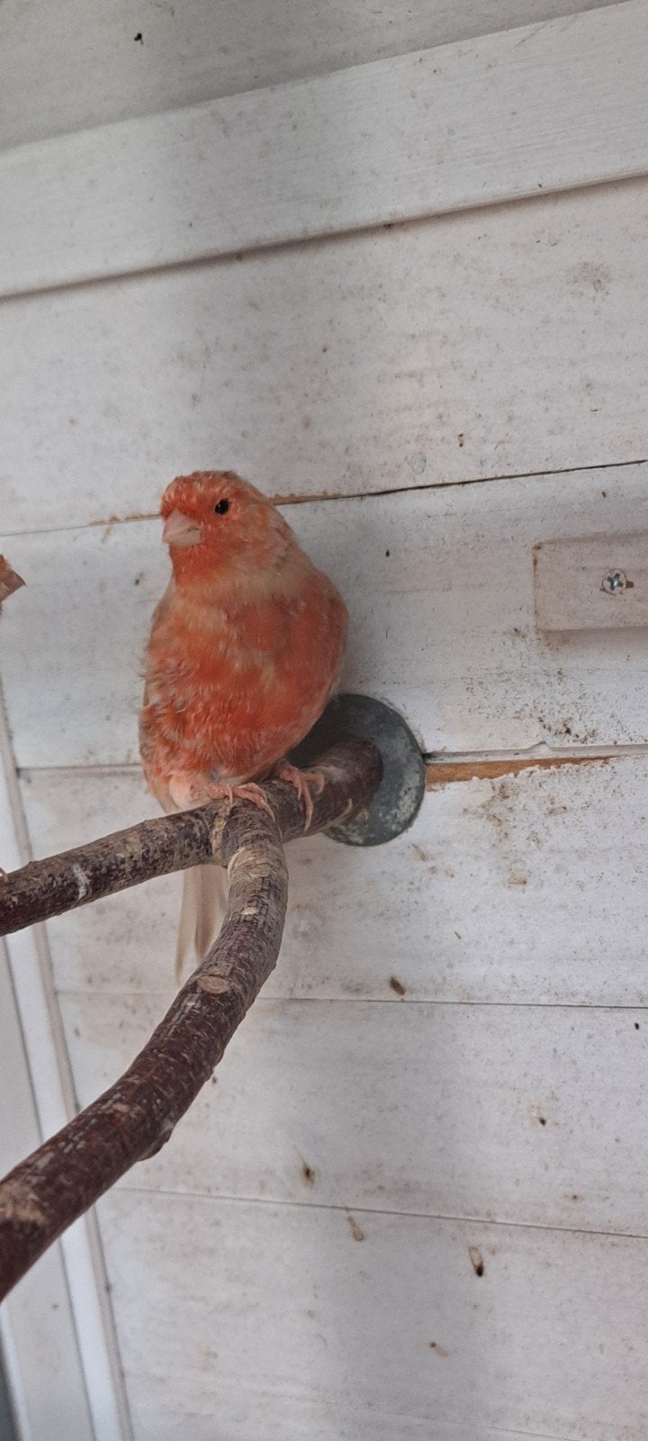 rode schimmel kanarie, Dieren en Toebehoren, Vogels | Kanaries, Geslacht onbekend, Kleurkanarie