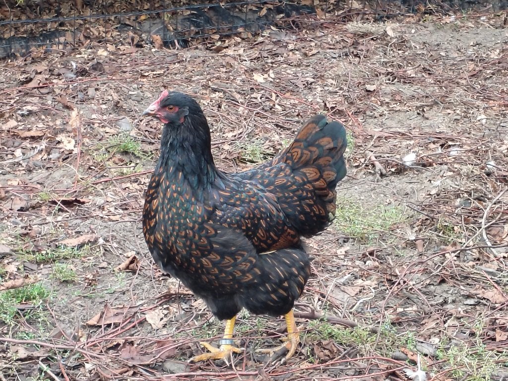 2 Barnevelder hennen, Dieren en Toebehoren, Vrouwelijk, Kip