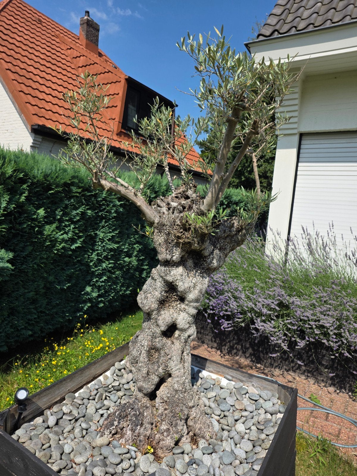 Olijfboom 2m, Tuin en Terras, Planten | Bomen, Ophalen, Olijfboom