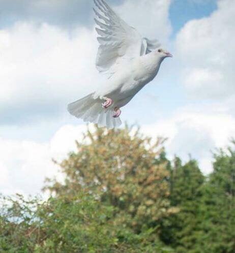 Witte trouwduiven, Dieren en Toebehoren