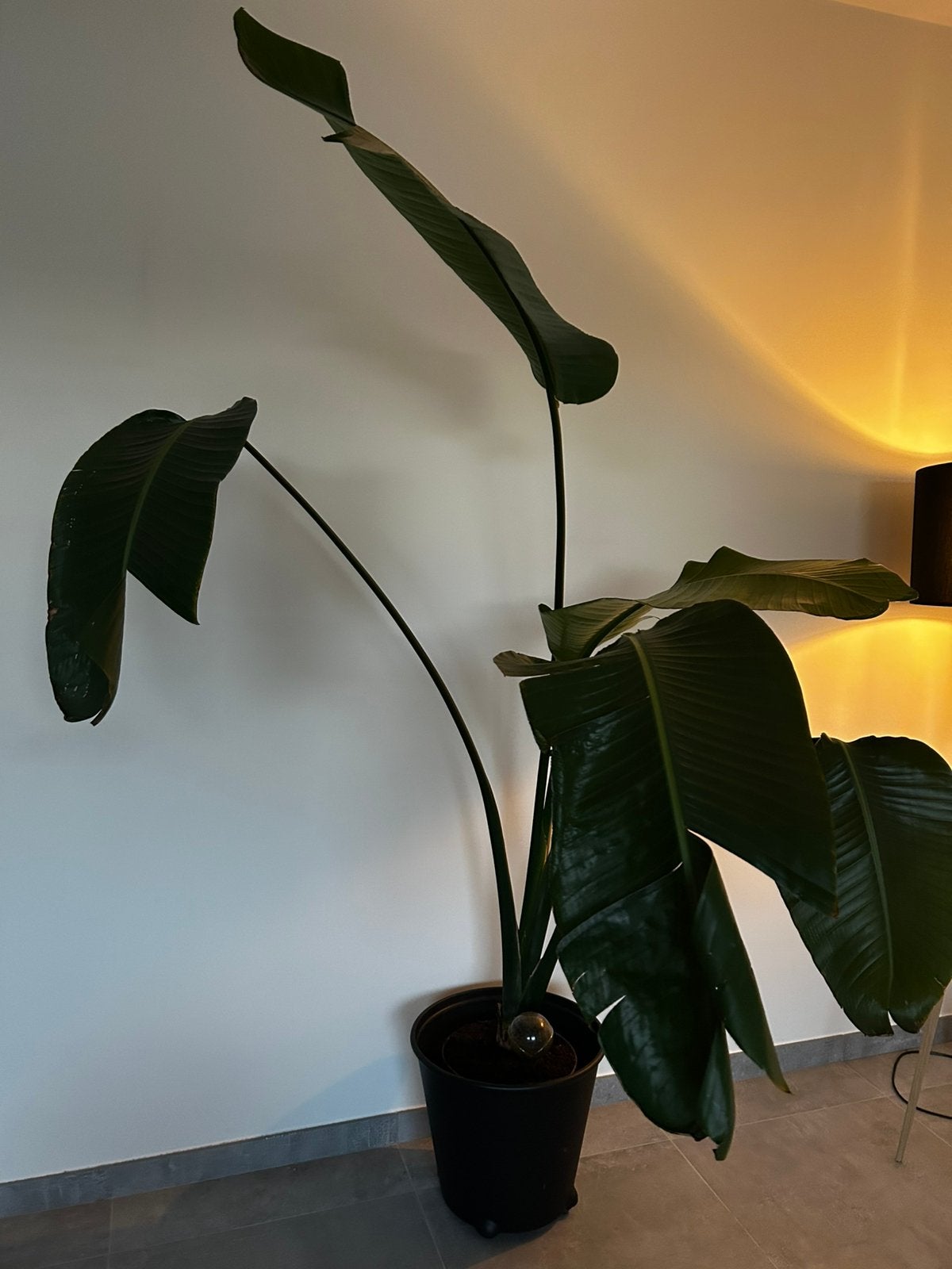 Strelitzia Nicolai (Paradijsvogelplant) - 1m90, Ophalen, Overige soorten, Halfschaduw, In pot