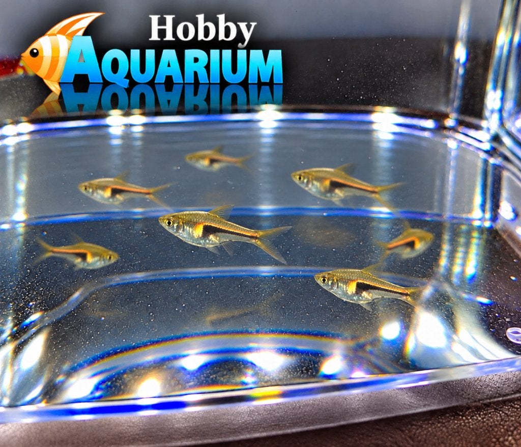 Hobbyaquarium Trigonistigma Hengeli / Smalle Kegelvlek AKTIE, Animaux & Accessoires, Poisson, Poisson d'eau douce, Banc de poissons