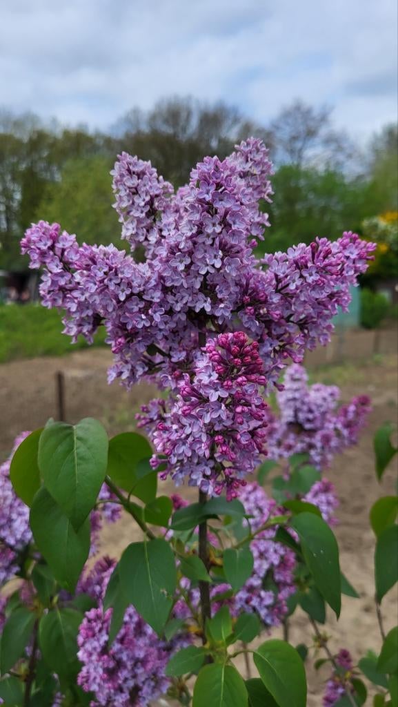Heel mooie sering boompje (Winterhard), Tuin en Terras, Planten | Bomen, Ophalen