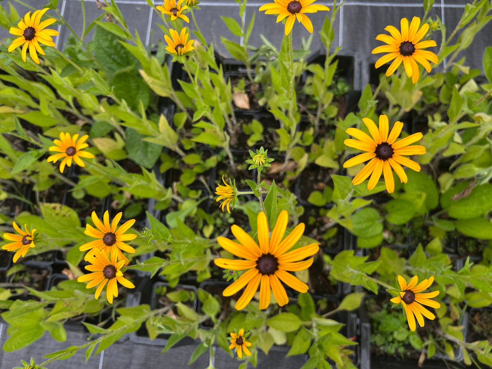 Rudbeckia, Tuin en Terras, Planten | Tuinplanten, Ophalen, Zomer, Vaste plant, Volle zon