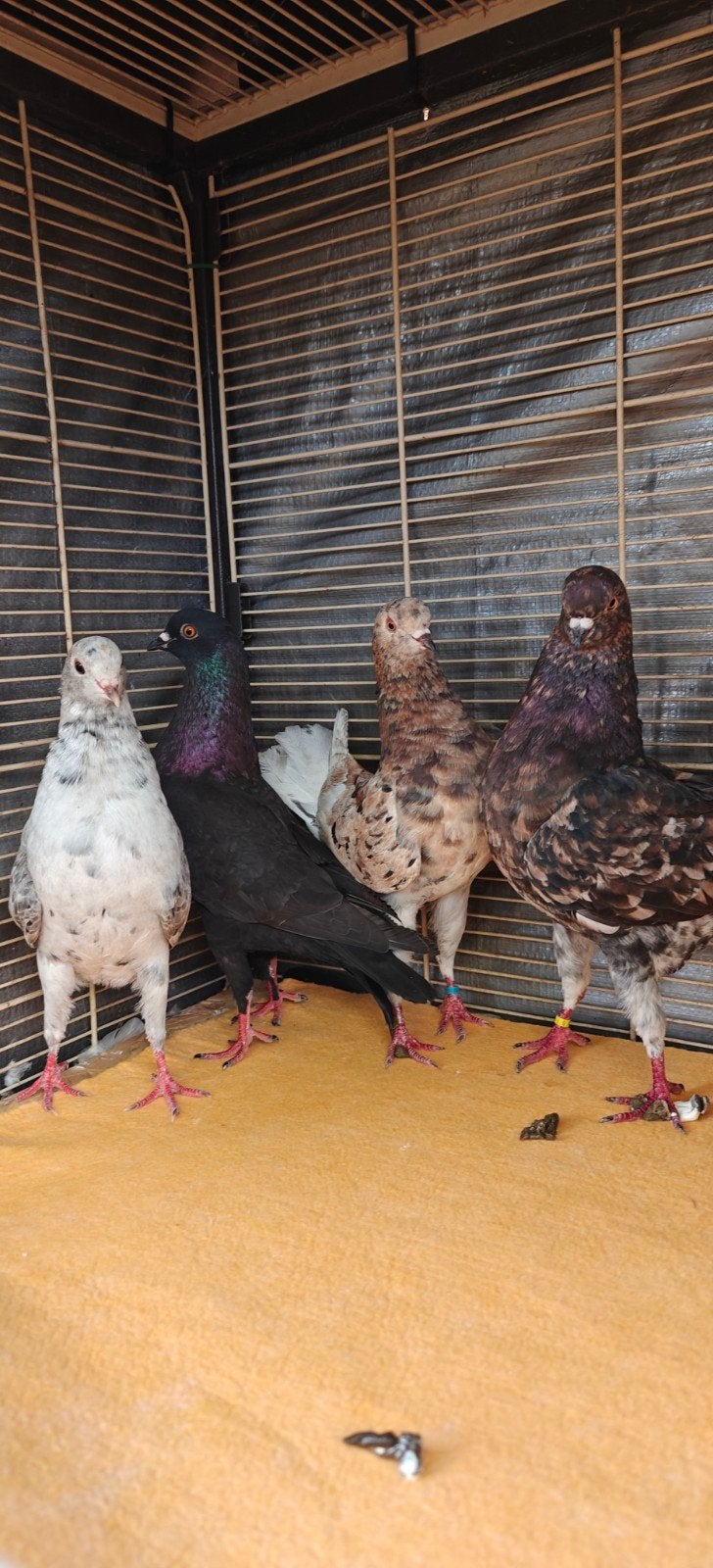 Duiven te koop, Dieren en Toebehoren