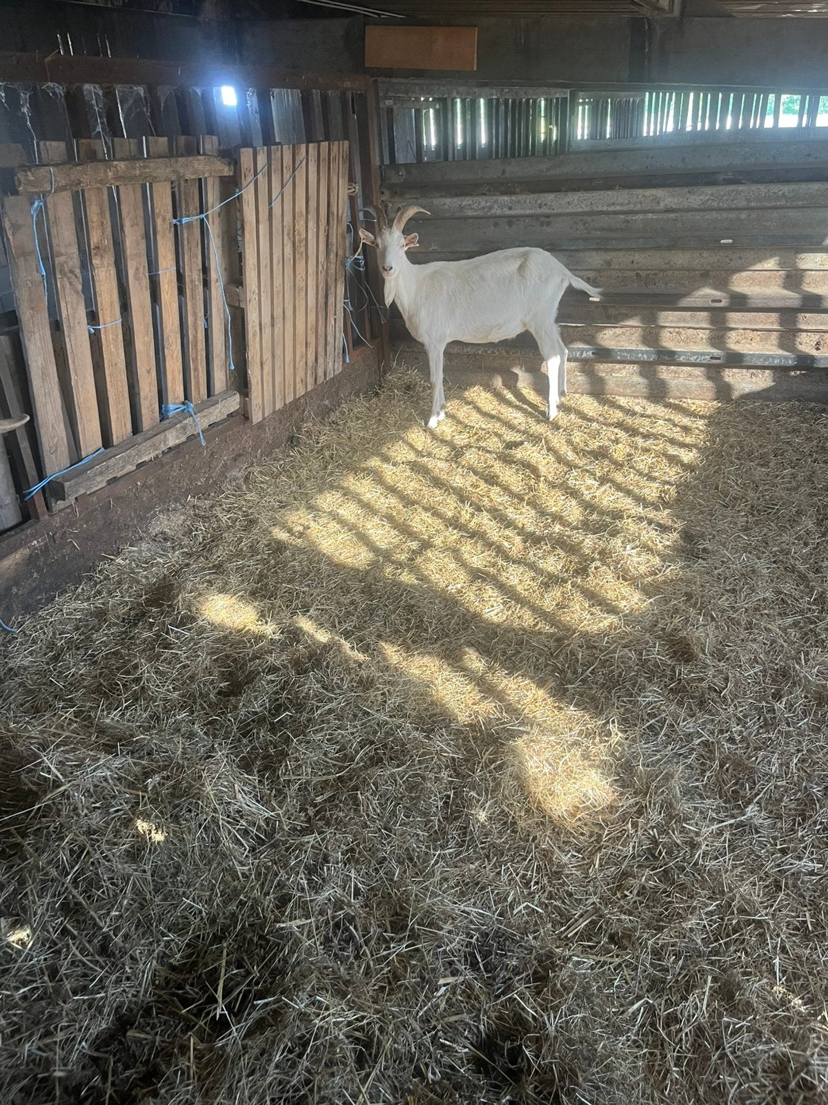 Geiten, Dieren en Toebehoren