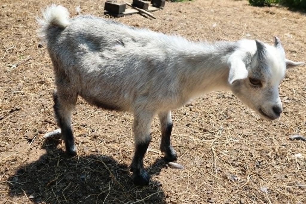 Blauwschimmel dekbokjes, Animaux & Accessoires, Moutons, Chèvres & Cochons, Chèvre, Plusieurs animaux, 0 à 2 ans
