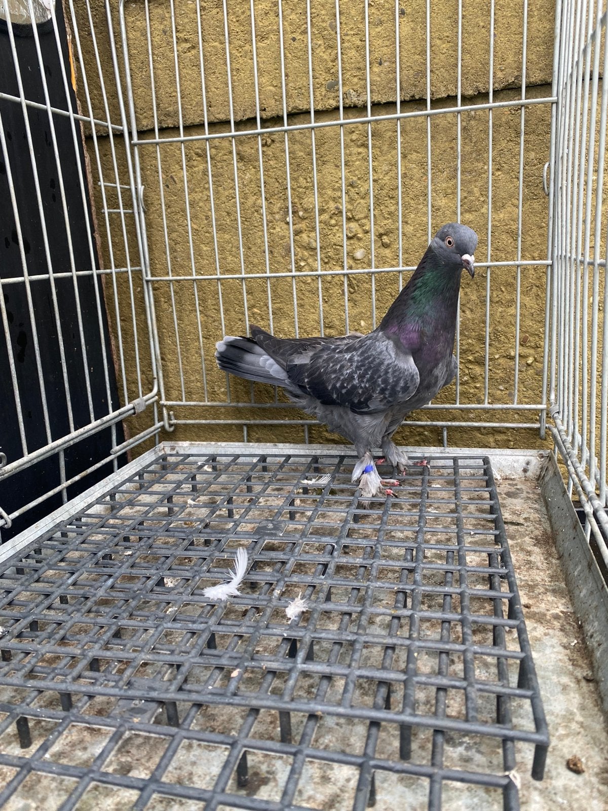 Takla dumanlı, Dieren en Toebehoren