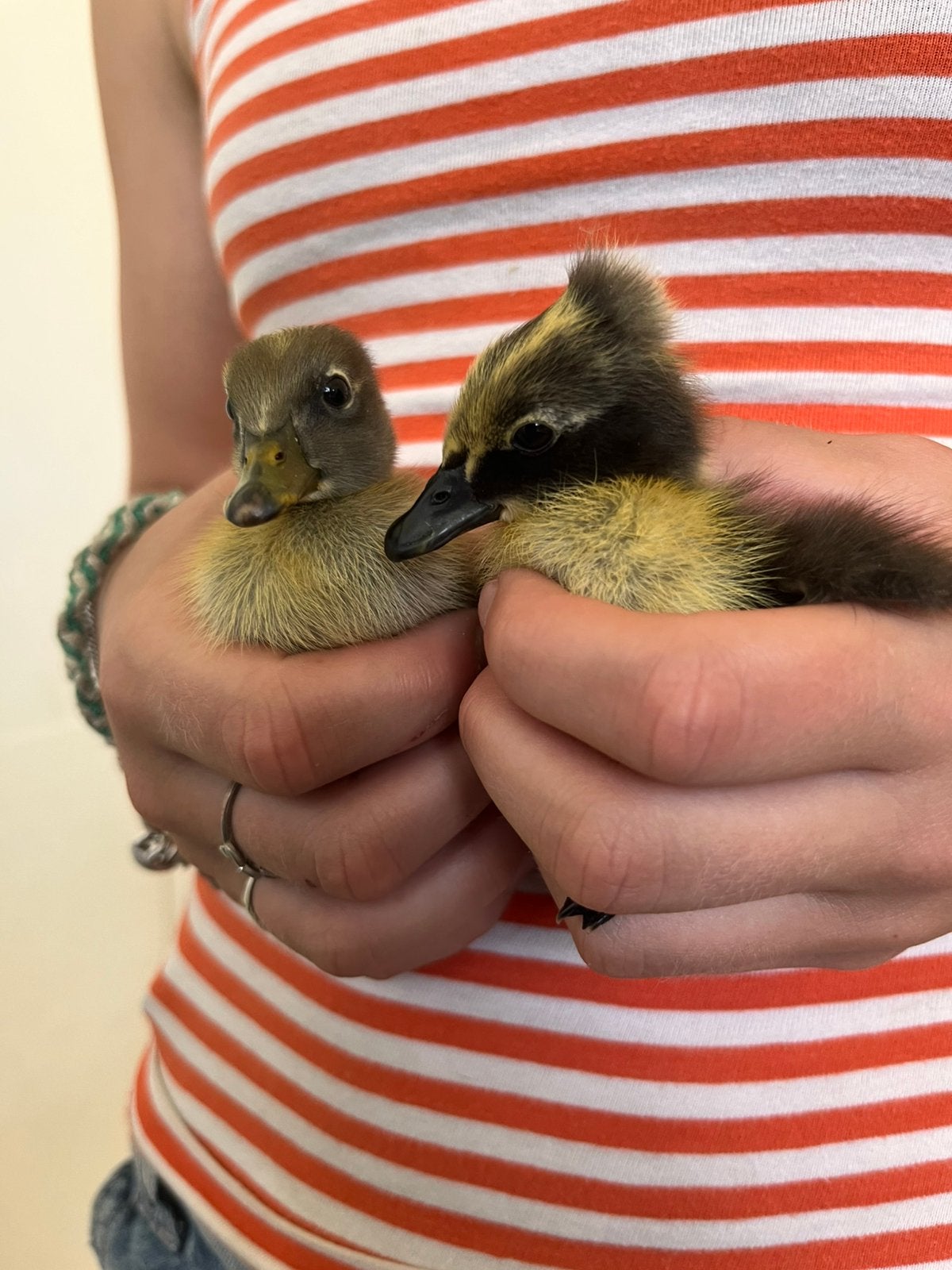 Loopeendjes, Sexe inconnu, Canard