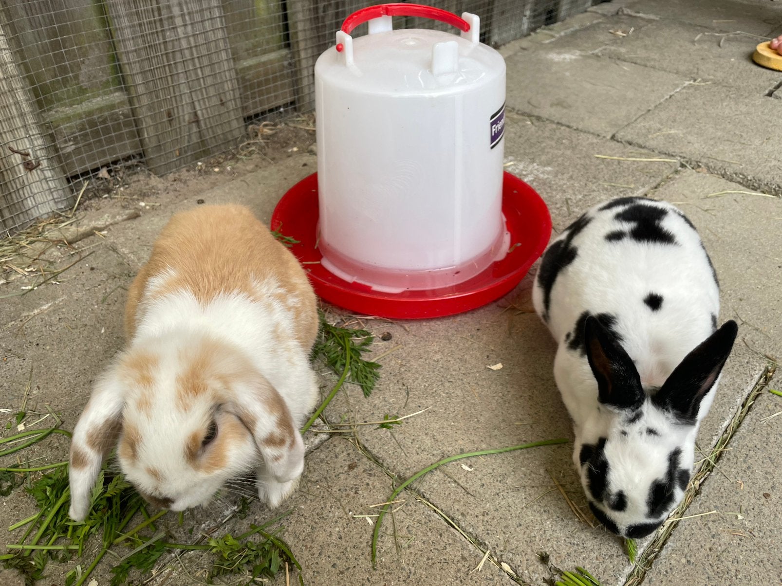 2 konijnen, Dieren en Toebehoren, Meerdere dieren, 3 tot 5 jaar